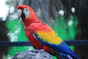 how-much-does-a-macaw-cost_1753702853