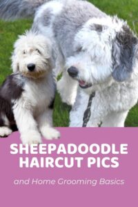 how-to-groom-a-sheepadoodle_1753703778